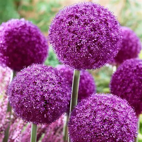 Allium, Ambassador