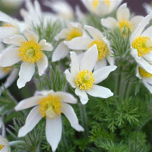 Pulsatilla