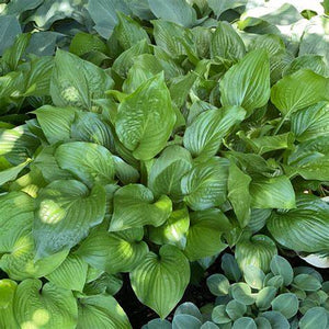 Hosta, Royal Standard