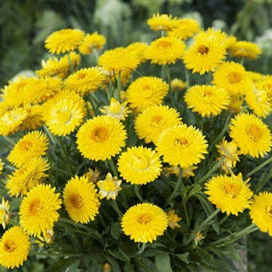 Strawflower, Bracteantha