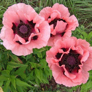 Papaver, Poppy