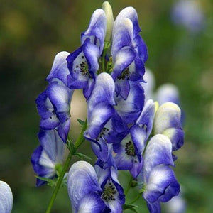 Aconitum, Bicolor