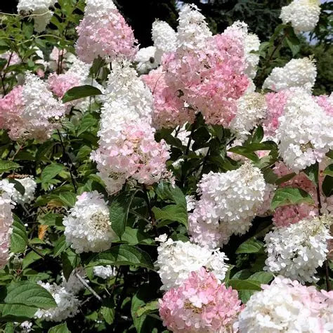 Hydrangea, Phantom