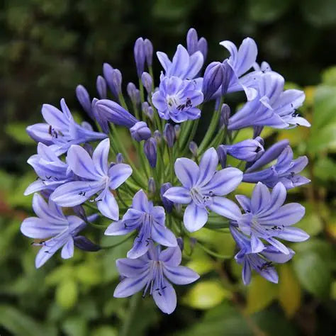 Agapanthus, Blue Triumphator
