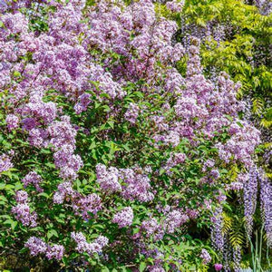 Lilac, Josee Dwarf