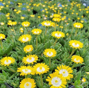 Delosperma, Jewel of the Desert