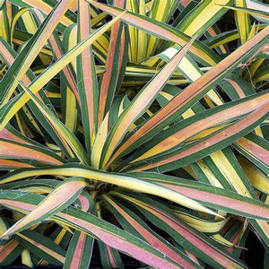 Yucca, Colour Guard