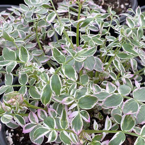 Polemonium, Touch of Class