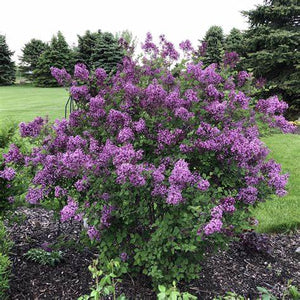 Lilac, Bloomerang Dark Purple