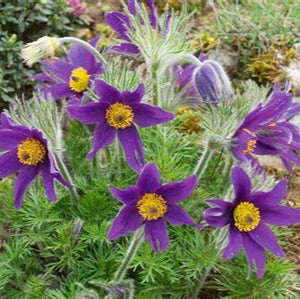 Pulsatilla
