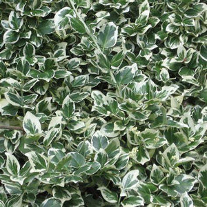 Euonymus Emerald Gaiety