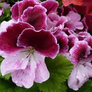 Geranium, Regal Varieties (Multicolor)