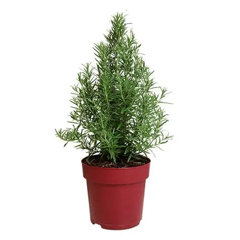 Rosemary Christmas Tree