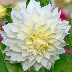 Dahlia, Dinnerplate