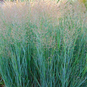 Panicum, Heavy Metal