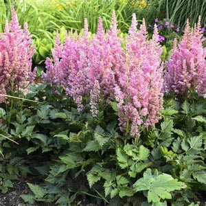 Astilbe Little Vision in Pink