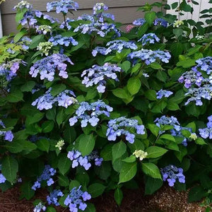 Hydrangea, Twist and Shout