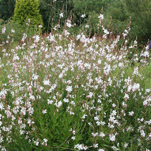 Gaura