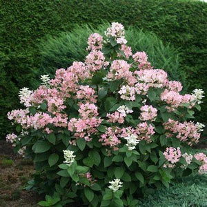 Hydrangea Quickfire