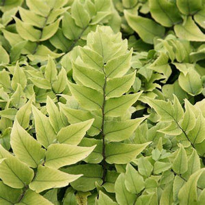 Fern, Cyrotomium Fortune's Gold