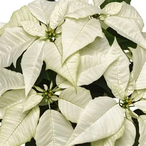 Poinsettia, Brilliant White