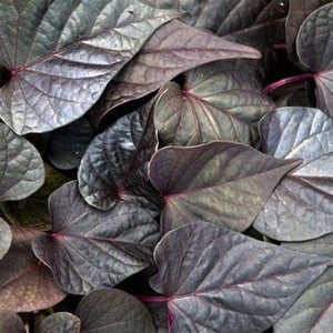 Potato Vine, Heart-Shaped