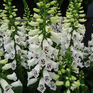 Digitalis, Dalmatian Series