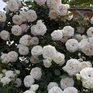 Roses, Climbing