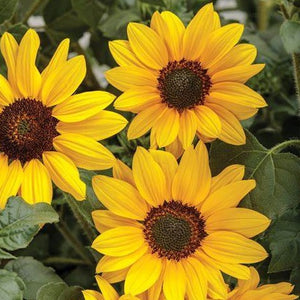 Helianthus, Suncredible Yellow