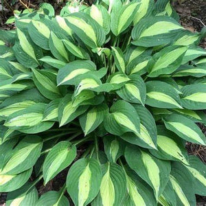 Hosta, Gypsy Rose