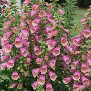 Digitalis, Arctic Fox Rose