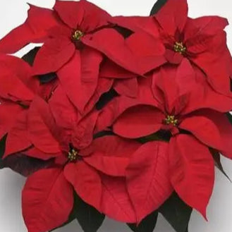 Poinsettia, Christmas Cheer