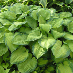 Hosta