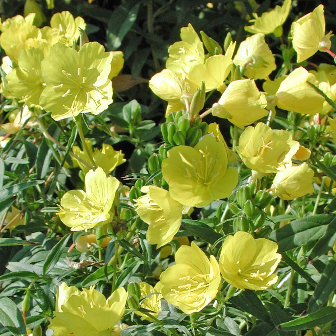 Oenothera fruticosa