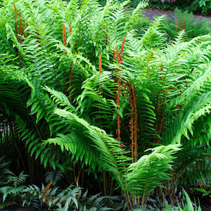 Fern, Osmunda Cinnamon Fern