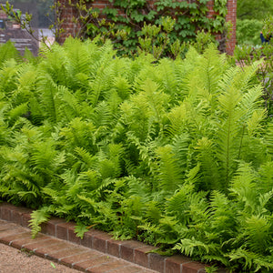 Ostrich Fern, Matteuccia
