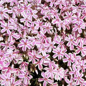 Phlox