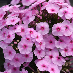 Phlox