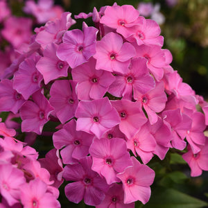 Phlox