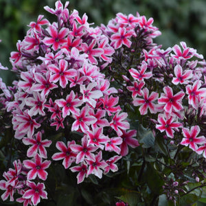 Phlox