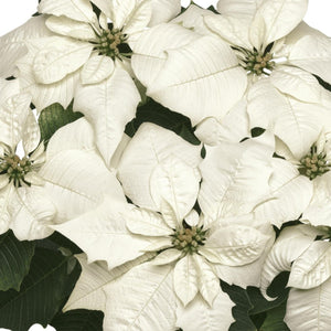 Poinsettia, Alpina White