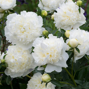 Paeonia, Duchesse De Nemours