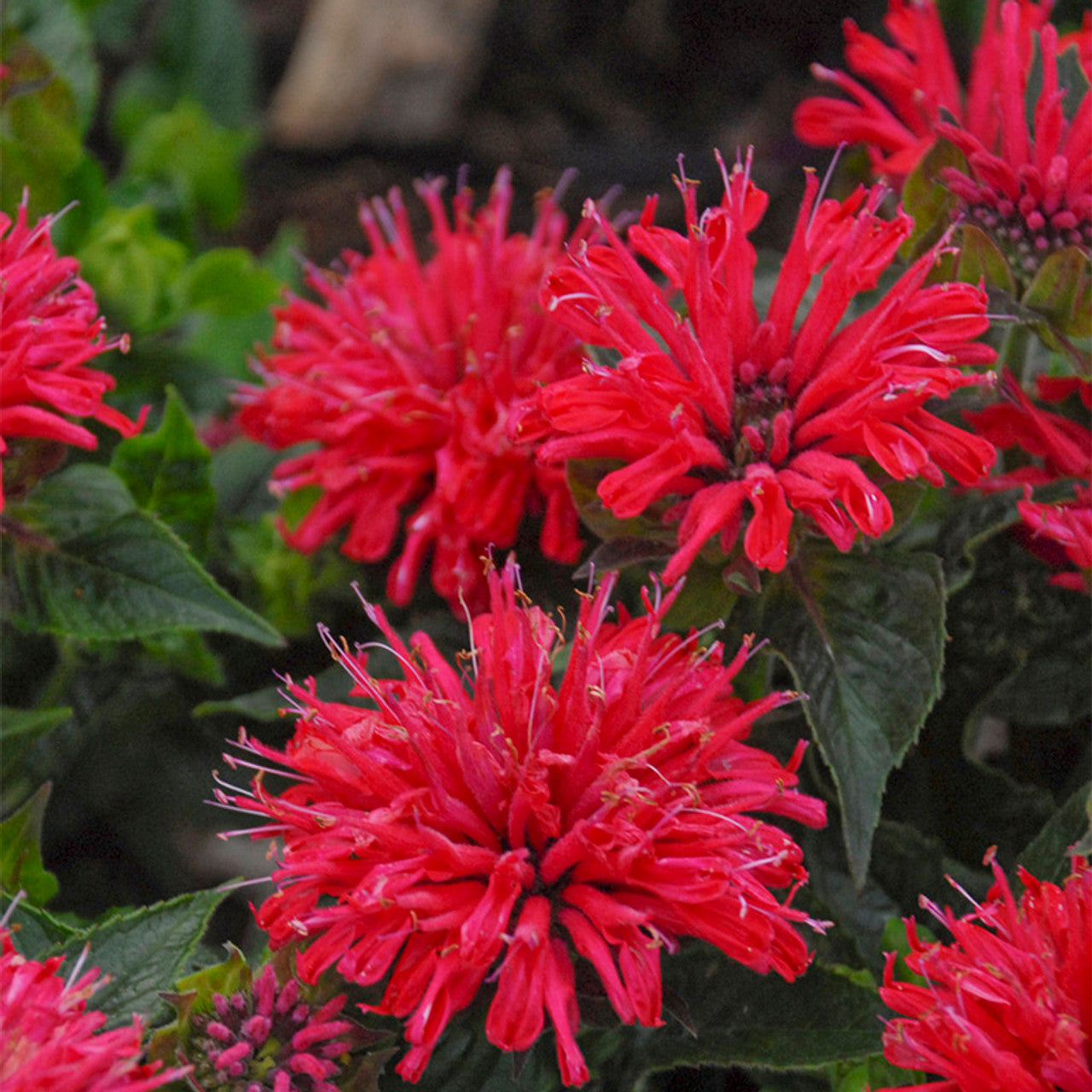 Monarda, Fireball