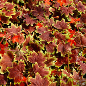 Geranium, Vancouver Centennial