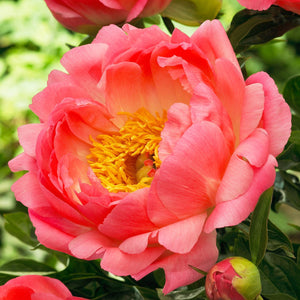 Paeonia, Coral Sunset