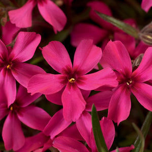 Phlox