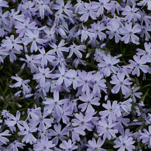 Phlox