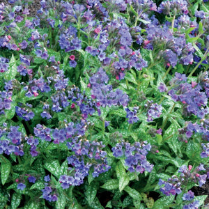 Pulmonaria