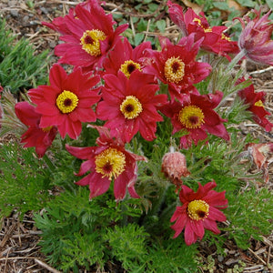 Pulsatilla