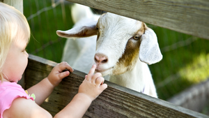 Petting Zoo - June 7th at 10:00AM
